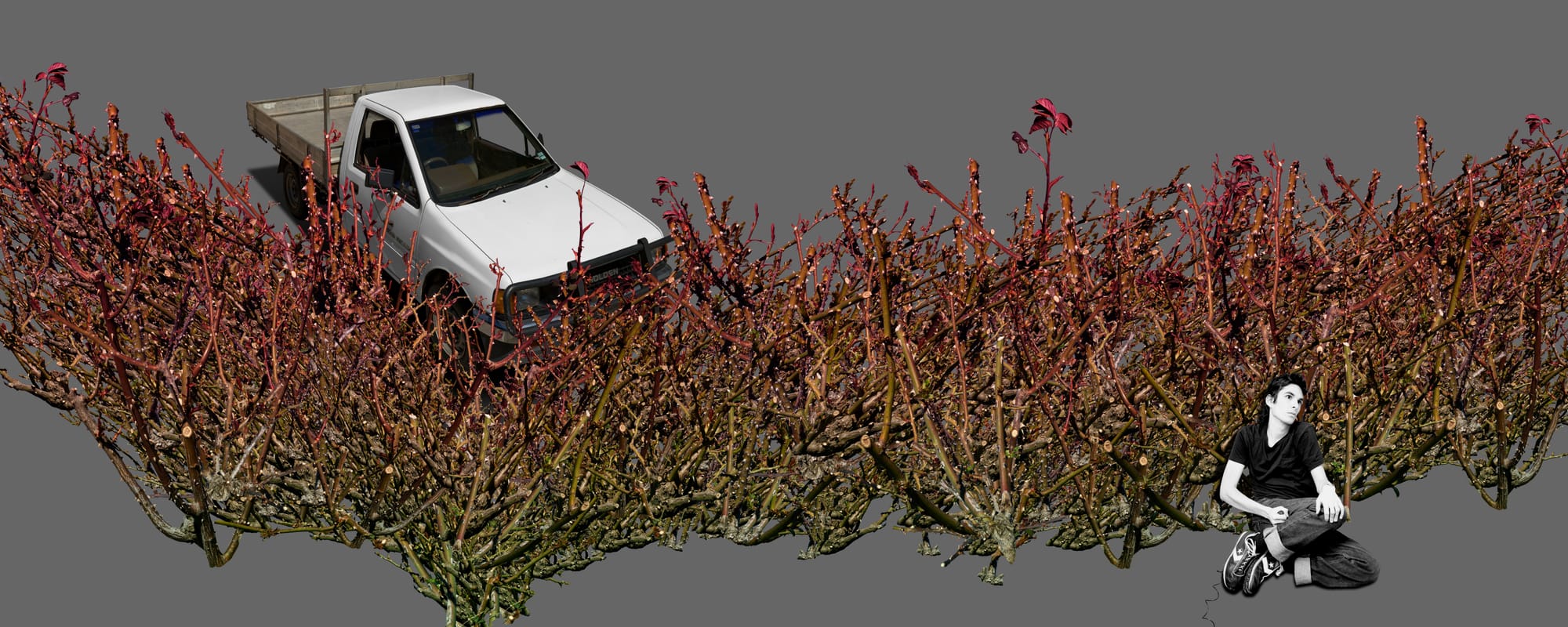 A woman cross-legged before a dense hedge of pruned rose bushes, a white ute parked behind, against a grey background.